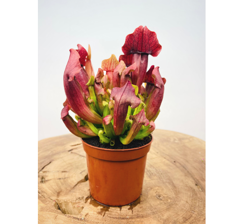 Trompetenbecherpflanze "Maroon" |  ø 8,5 cm x ↕ 15 cm