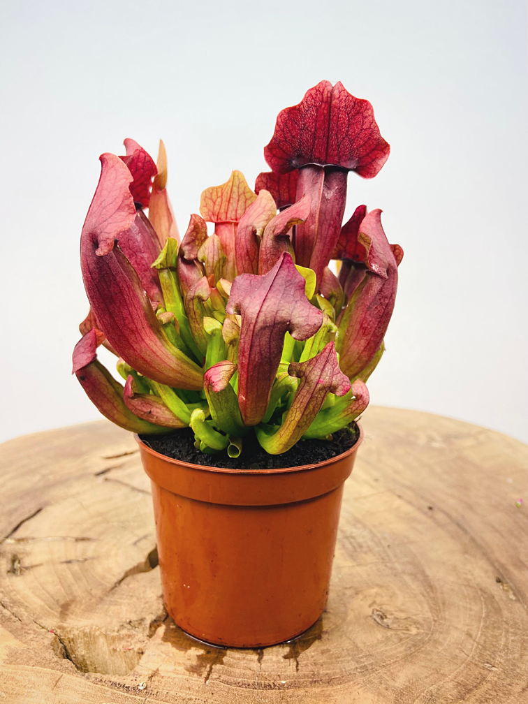 Trumpet pitcher plant "Maroon" |  ø 8,5 cm x ↕ 15 cm