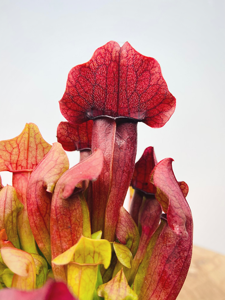 Trumpet pitcher plant "Maroon" |  ø 8,5 cm x ↕ 15 cm