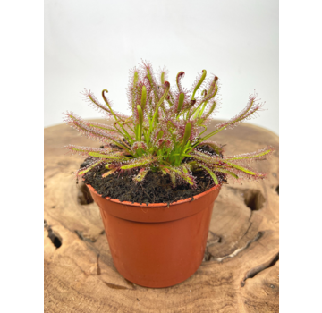 Drosera "Capensis" | ø 8,5 cm x ↕ 10 cm