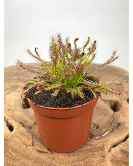 Drosera "Capensis" | ø 8,5 cm x ↕ 10 cm