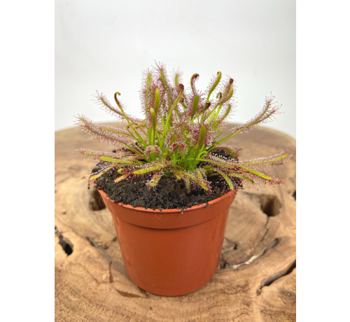 Drosera "Capensis" | ø 8,5 cm x ↕ 10 cm