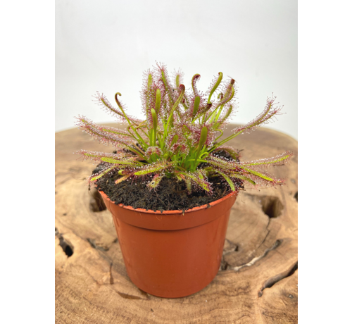 Sundew "Capensis" | ø 8,5 cm x ↕ 10 cm