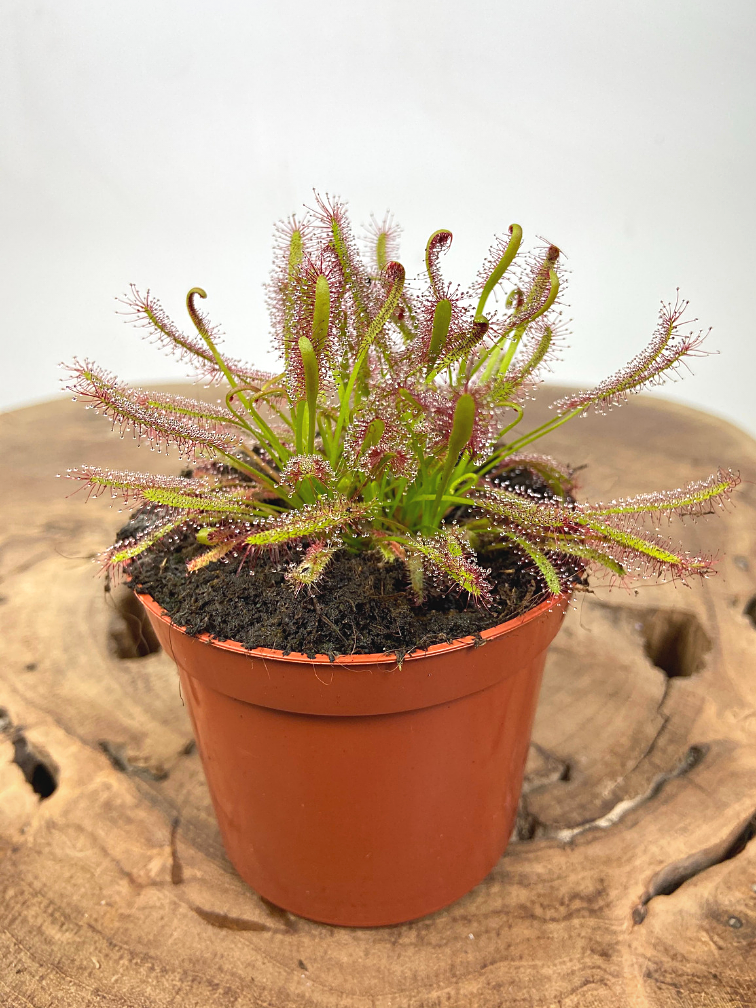 Drosera "Capensis" | ø 8,5 cm x ↕ 10 cm