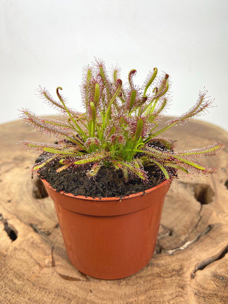 Drosera (Sundew) "Capensis" | ø 8,5 cm x ↕ 10 cm