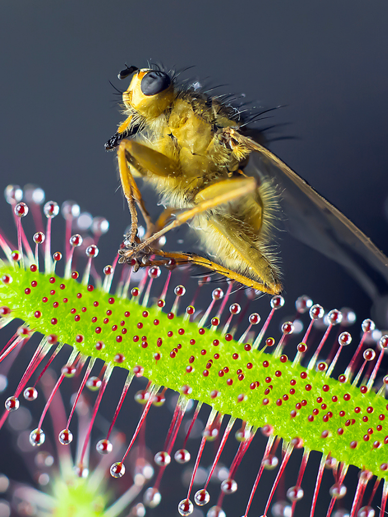 sundew eating insects