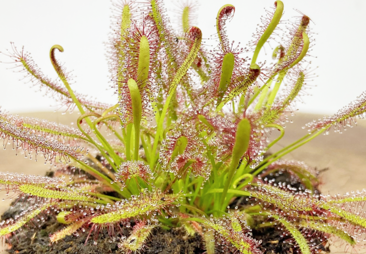 Drosera (Sundew) "Capensis" | ø 8,5 cm x ↕ 10 cm