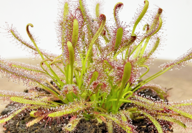 Sundew "Capensis" | ø 8,5 cm x ↕ 10 cm