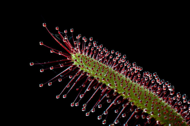 Drosera "Capensis" | ø 8,5 cm x ↕ 10 cm