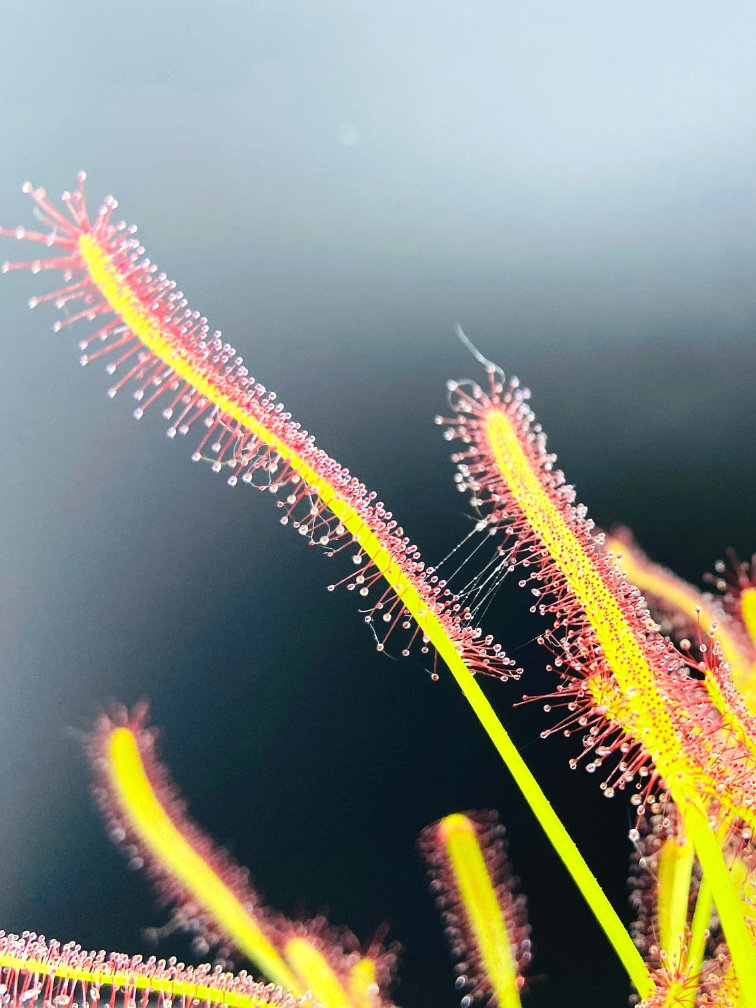 Drosera (Sundew) "Capensis" | ø 8,5 cm x ↕ 10 cm