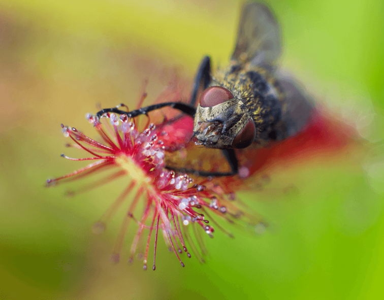 Drosera "Capensis" | ø 8,5 cm x ↕ 10 cm