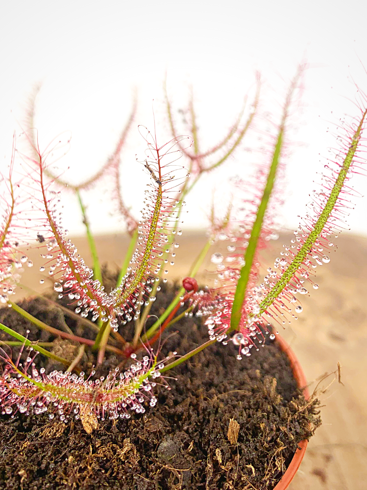 Drosera "Binata" | ø 8,5 cm x ↕ 15 cm