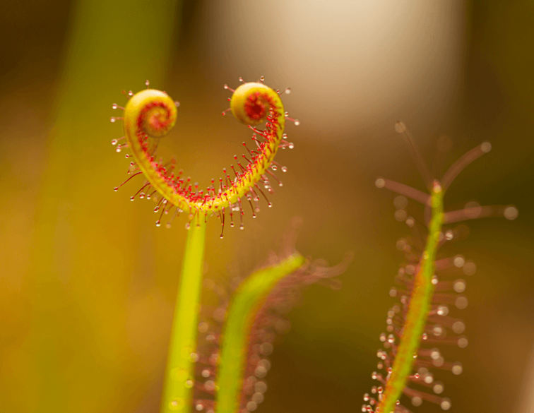 Drosera "Binata" | ø 8,5 cm x ↕ 15 cm