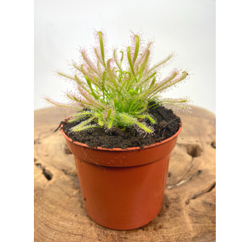 Drosera "Capensis Alba" | ø 8,5 cm x ↕ 10 cm