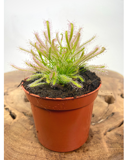 Drosera "Capensis Alba" | ø 8,5 cm x ↕ 10 cm