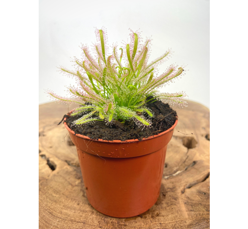 Drosera "Capensis Alba" | ø 8,5 cm x ↕ 10 cm