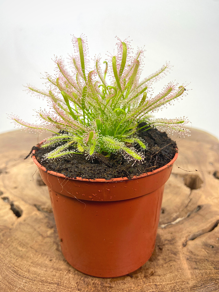 Drosera "Capensis Alba" | ø 8,5 cm x ↕ 10 cm