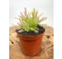 Drosera "Capensis Alba" | ø 8,5 cm x ↕ 10 cm