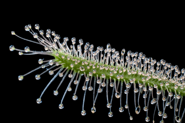 Drosera "Capensis Alba" | ø 8,5 cm x ↕ 10 cm