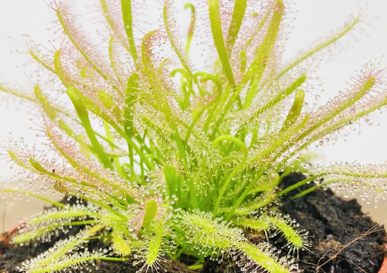 Sundew "Capensis Alba" | ø 8,5 cm x ↕ 10 cm