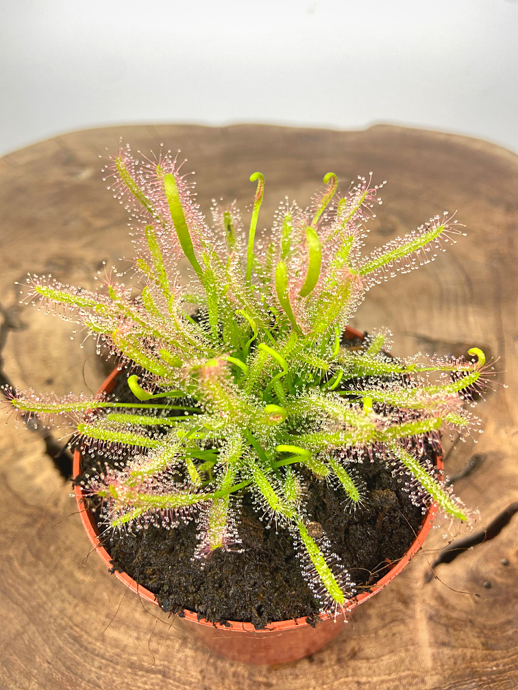 Drosera "Capensis Alba" | ø 8,5 cm x ↕ 10 cm