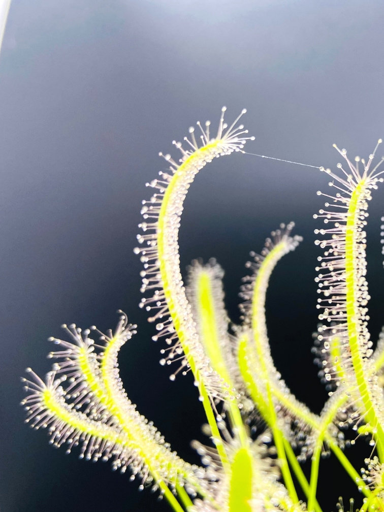 Sonnentau "Capensis Alba" | ø 8,5 cm x ↕ 10 cm