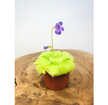 Butterworts "Tina" |  ø 8,5 cm x ↕ 25 cm