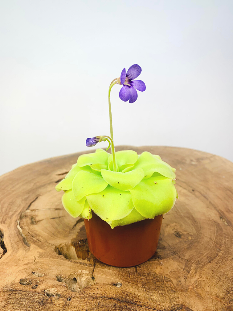 Pinguicula (Grassette) "Tina" |  ø 8,5 cm x ↕ 10 cm