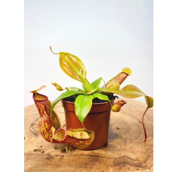 Tropical pitcher plant "Gaya" | ø 8,5 cm x ↕ 10 cm