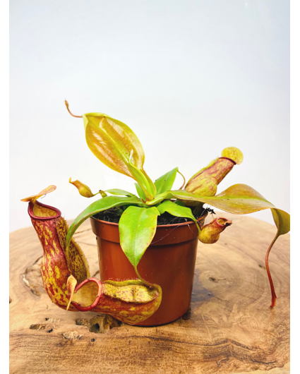 Tropical pitcher plant "Gaya" | ø 8,5 cm x ↕ 10 cm