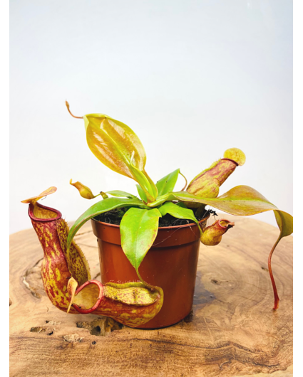 Tropical pitcher plant "Gaya" | ø 8,5 cm x ↕ 5 cm