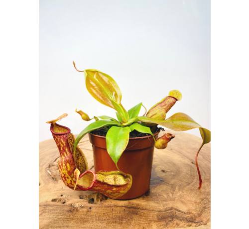 Tropical pitcher plant "Gaya" | ø 8,5 cm x ↕ 10 cm