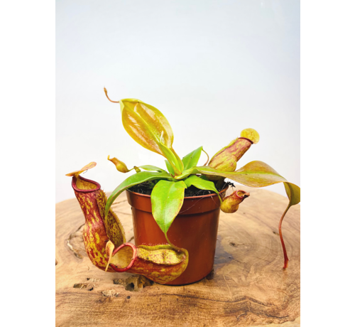 Tropical pitcher plant  'Gaya'
