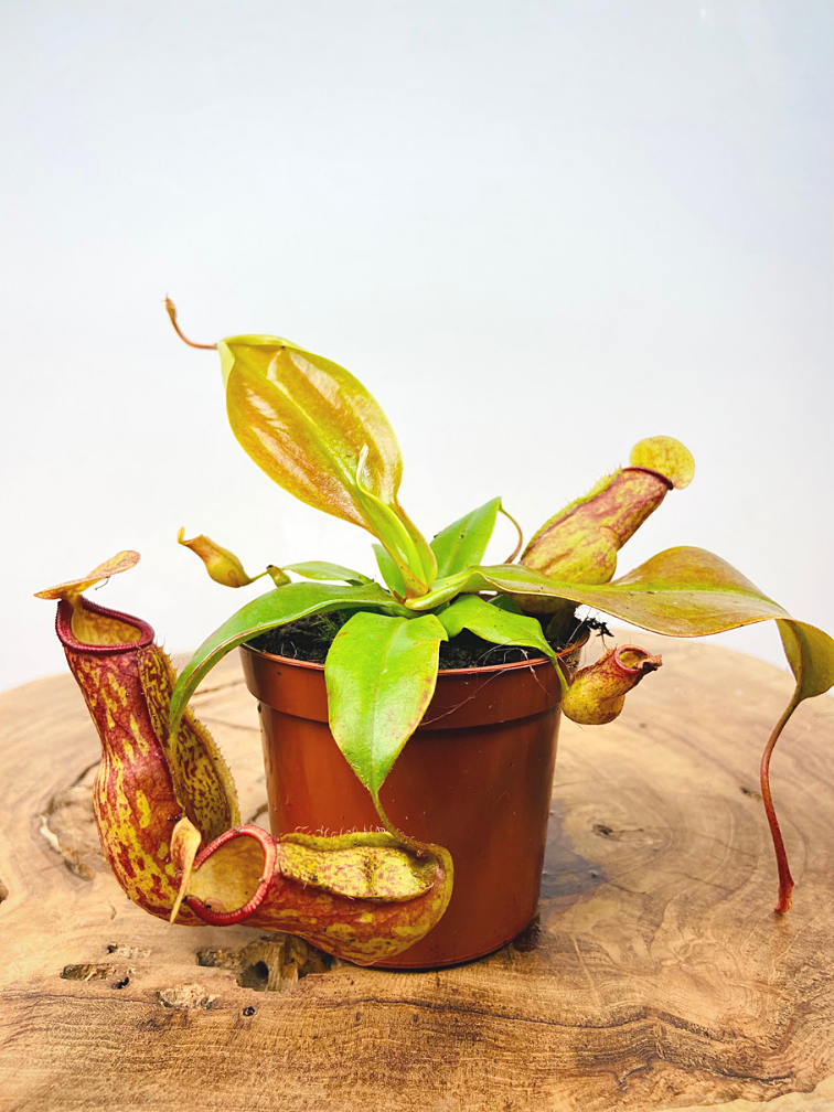 Tropical pitcher plant "Gaya" | ø 8,5 cm x ↕ 10 cm