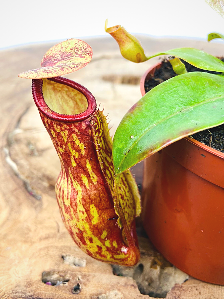 Tropical pitcher plant  'Gaya'