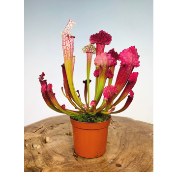 Trumpet pitcher plant "Juthatip Soper" | ø 8,5 cm x ↕ 25 cm