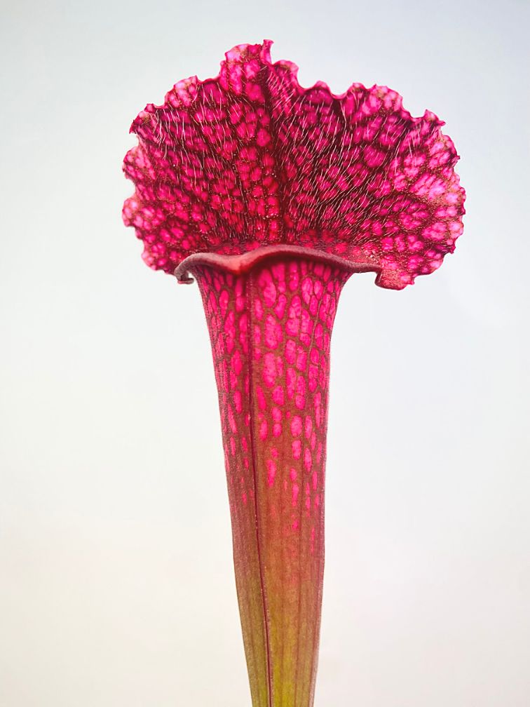 Trumpet pitcher plant "Juthatip Soper" | ø 8,5 cm x ↕ 25 cm