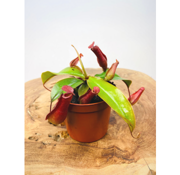 Tropisk krukplanta "Bloody Mary" | ø 8,5 cm x ↕ 10 cm