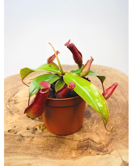 Tropical pitcher plant 'Bloody Mary'