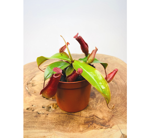 Planta de jarra tropical "Bloody Mary" | ø 8,5 cm x ↕ 10 cm