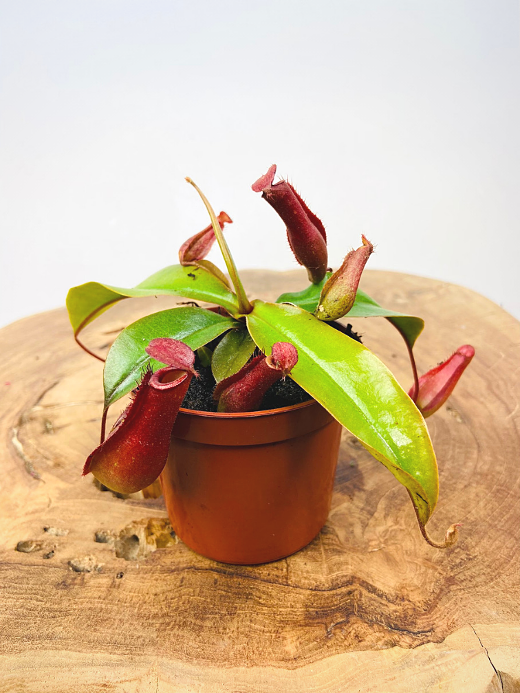 Planta de jarra tropical "Bloody Mary" | ø 8,5 cm x ↕ 10 cm