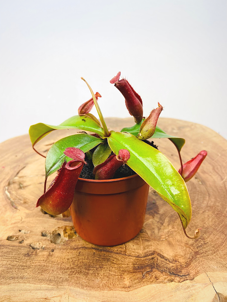 Tropical pitcher plant "Bloody Mary" | ø 8,5 cm x ↕ 10 cm