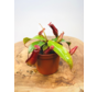 Nepenthes (Pianta tropicale) "Bloody Mary" | ø 8,5 cm x ↕ 5 cm