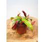 Tropisk krukplanta "Bloody Mary" | ø 8,5 cm x ↕ 10 cm
