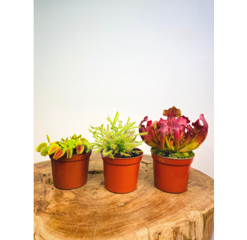 Carnivorous plant mix - 3 stuks