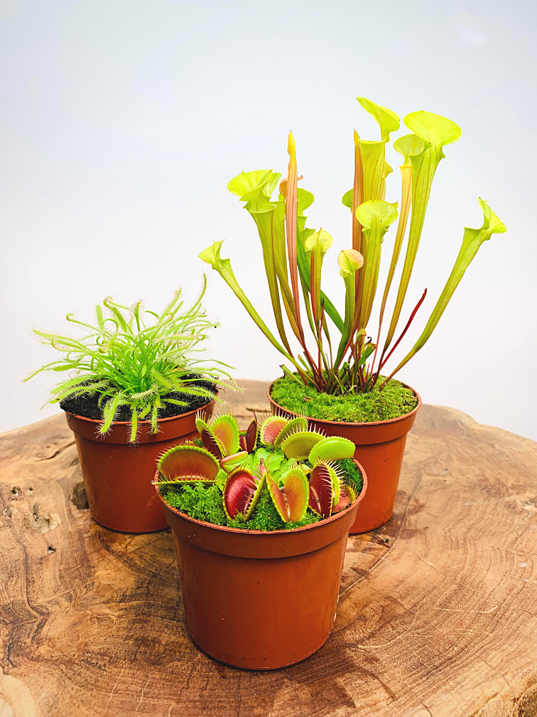 Carnivorous plant mix - 3 stuks