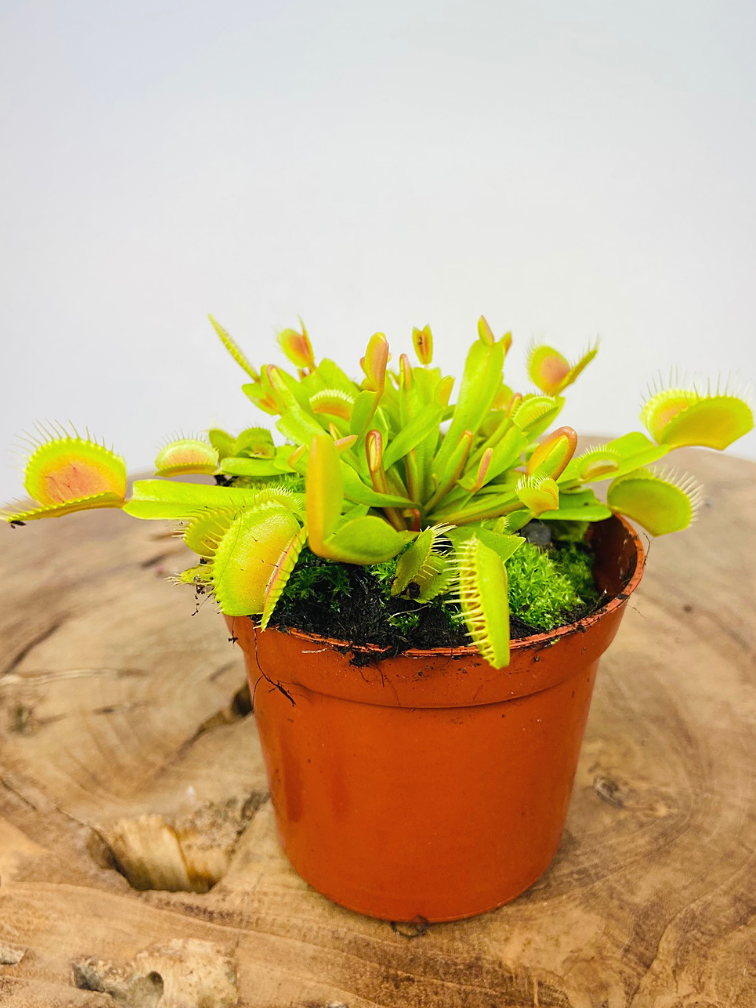 Mezcla de plantas carnívoras grandes - 6 piezas