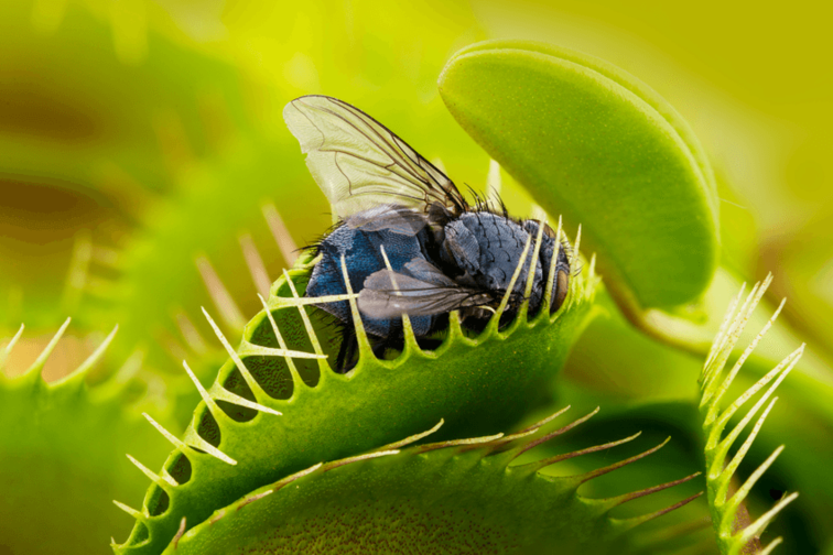 Mezcla de plantas carnívoras grandes - 6 piezas