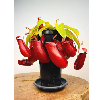 Planta de jarra tropical "Bloody Mary" - grande | ø 12 cm x ↕ 25 cm