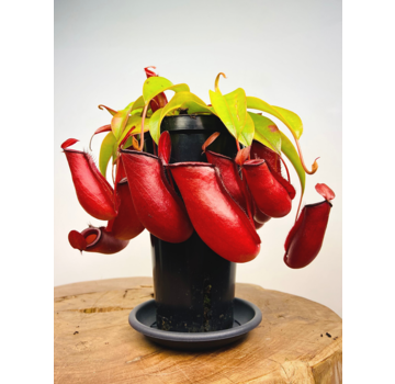 Tropical pitcher plant "Bloody Mary" - large | ø 12 cm x ↕ 25 cm